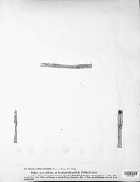 Phomopsis striiformis image